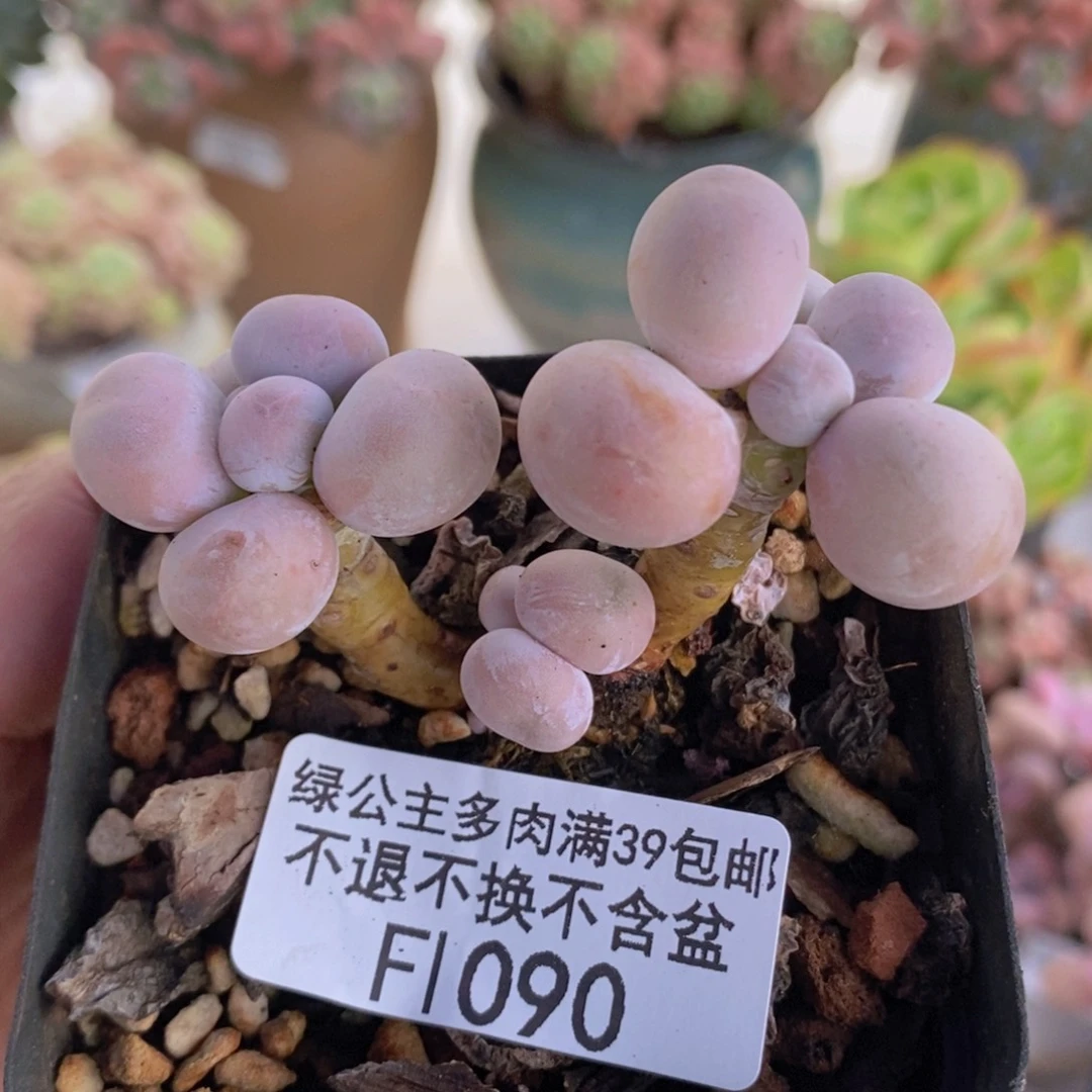 橙奶5cm1090多肉植物