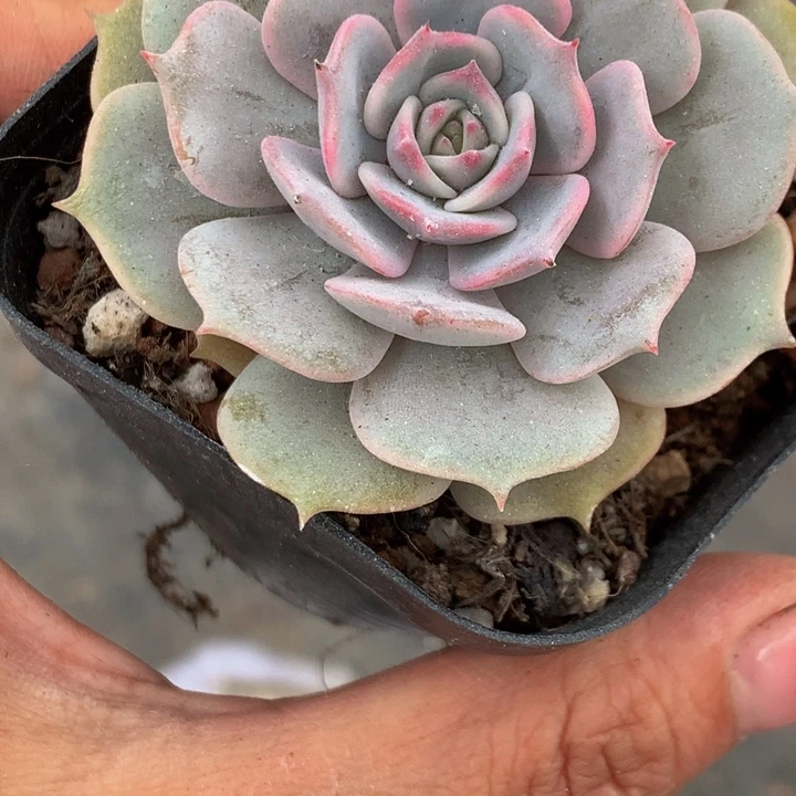 粉蝶  （满9.99包邮不满9.99发叶子）