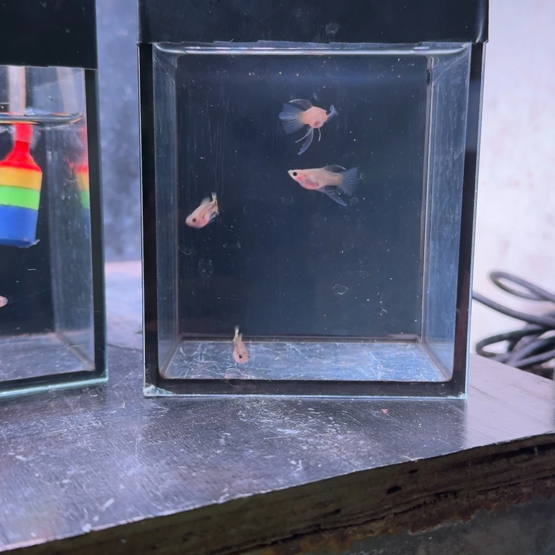 孔雀鱼小蜜蜂球C2