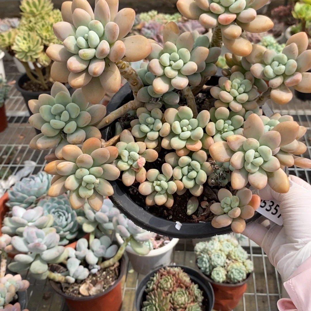 5357洛神整桩一物一拍