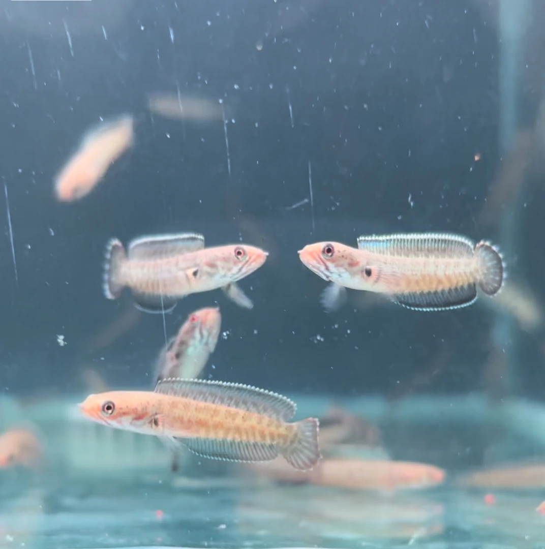 精品印尼奶茶雷龙小型雷龙鱼