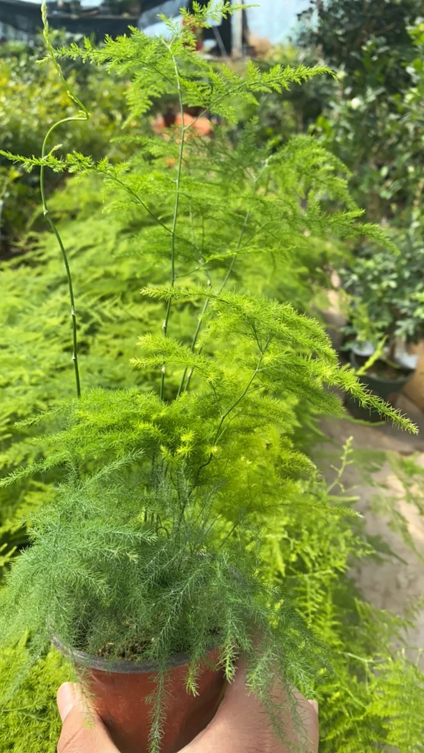 【罗兰花园】文竹驱蚊绿植耐旱懒人花卉客厅文竹盆栽
