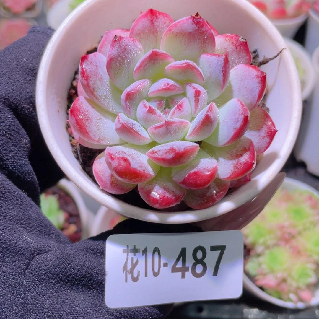 花利美10-487新品单头