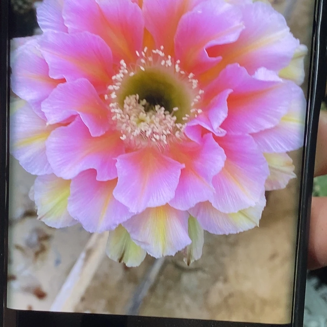 彩 淑妃侧芽 歪 20包邮5公分