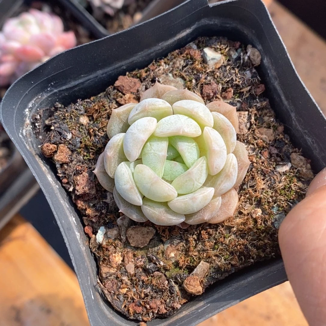 精品多肉一物一拍不包整431