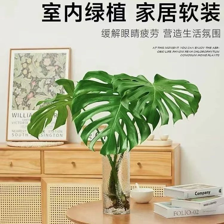 大叶开背老桩北欧风大叶办公室客厅室内绿植龟背竹水养懒人水培