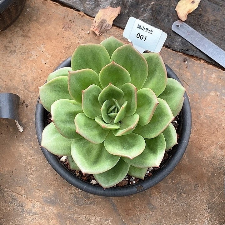 001-直播福利翠鸟