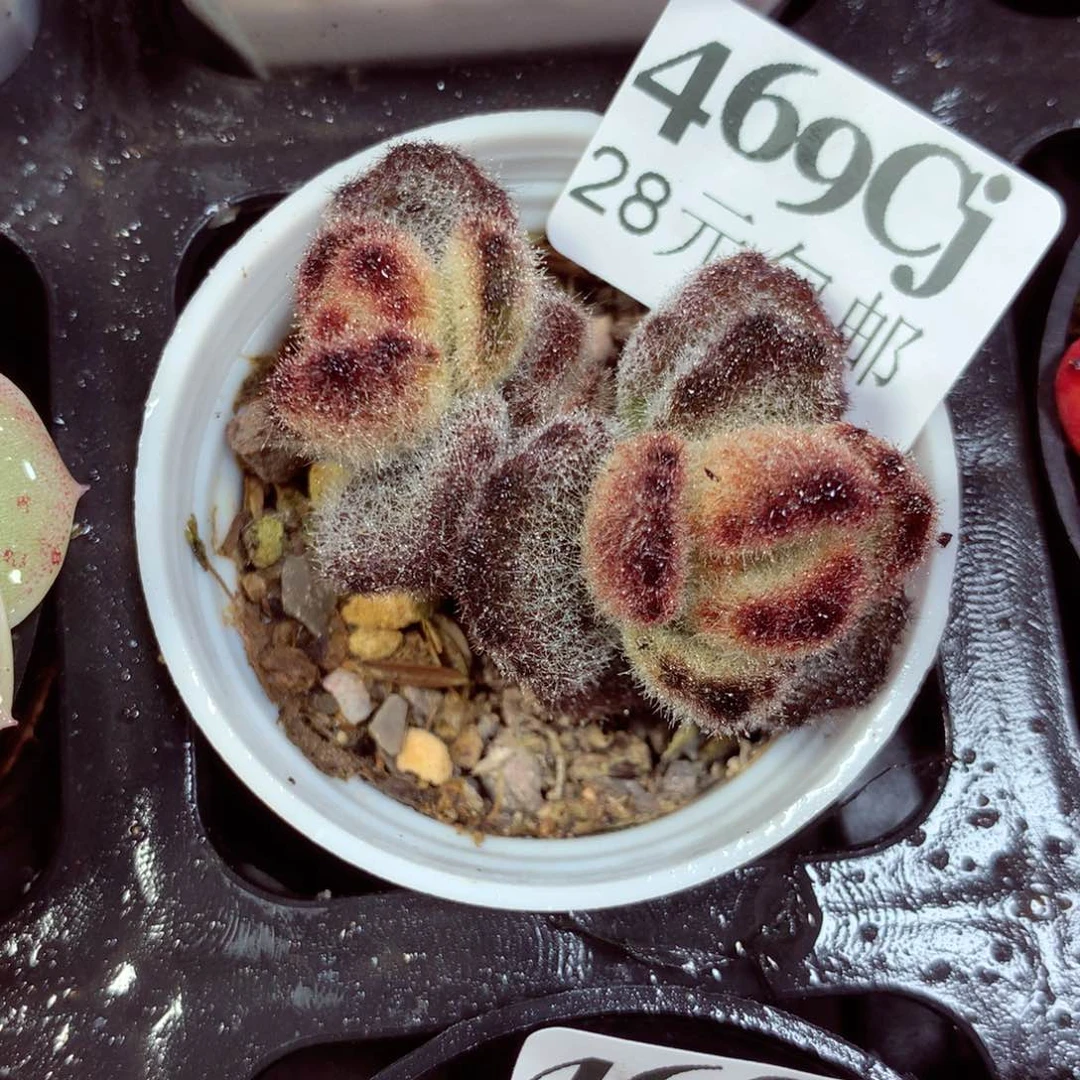 5厘米盆精控多肉469