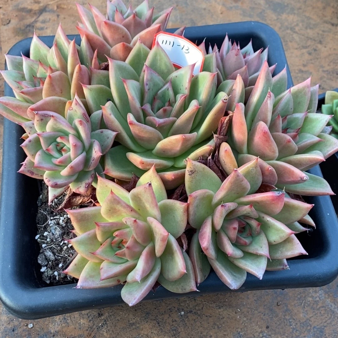 10枝/扎透橘色手捧1111-13