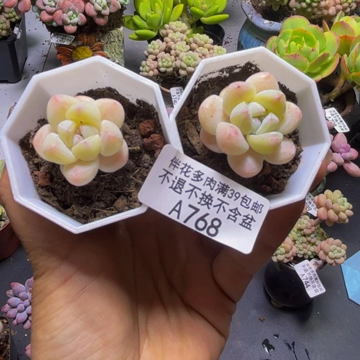 冰玉768/3cm2颗多肉