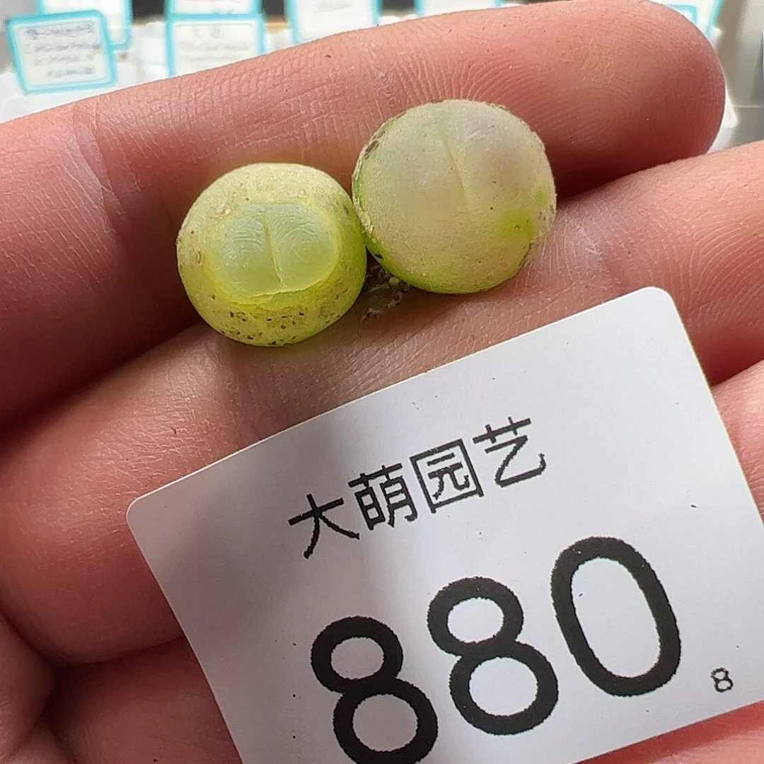 0000880 一物一拍……