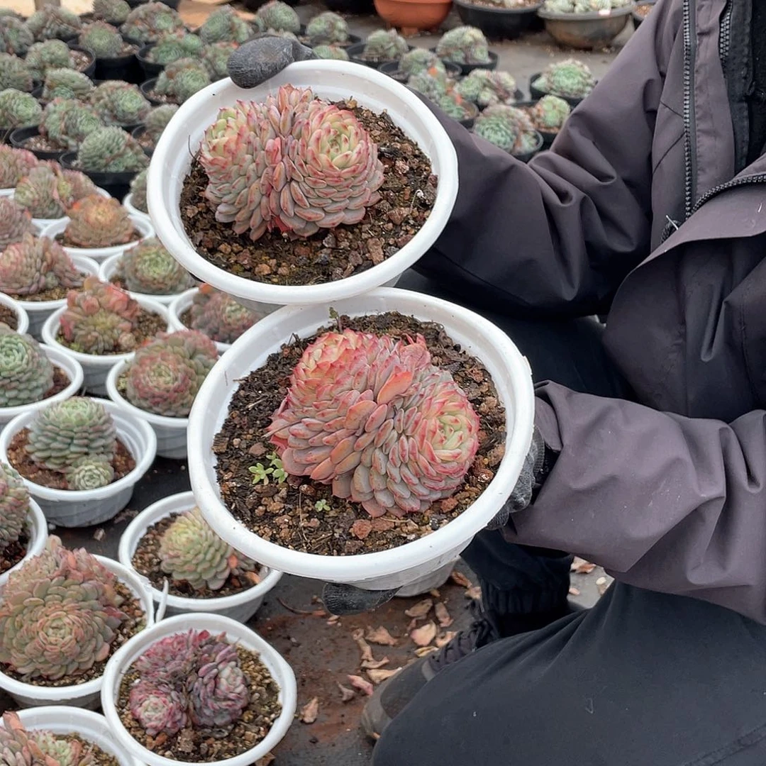 三色的白胖子9.9米两颗 量拍多肉