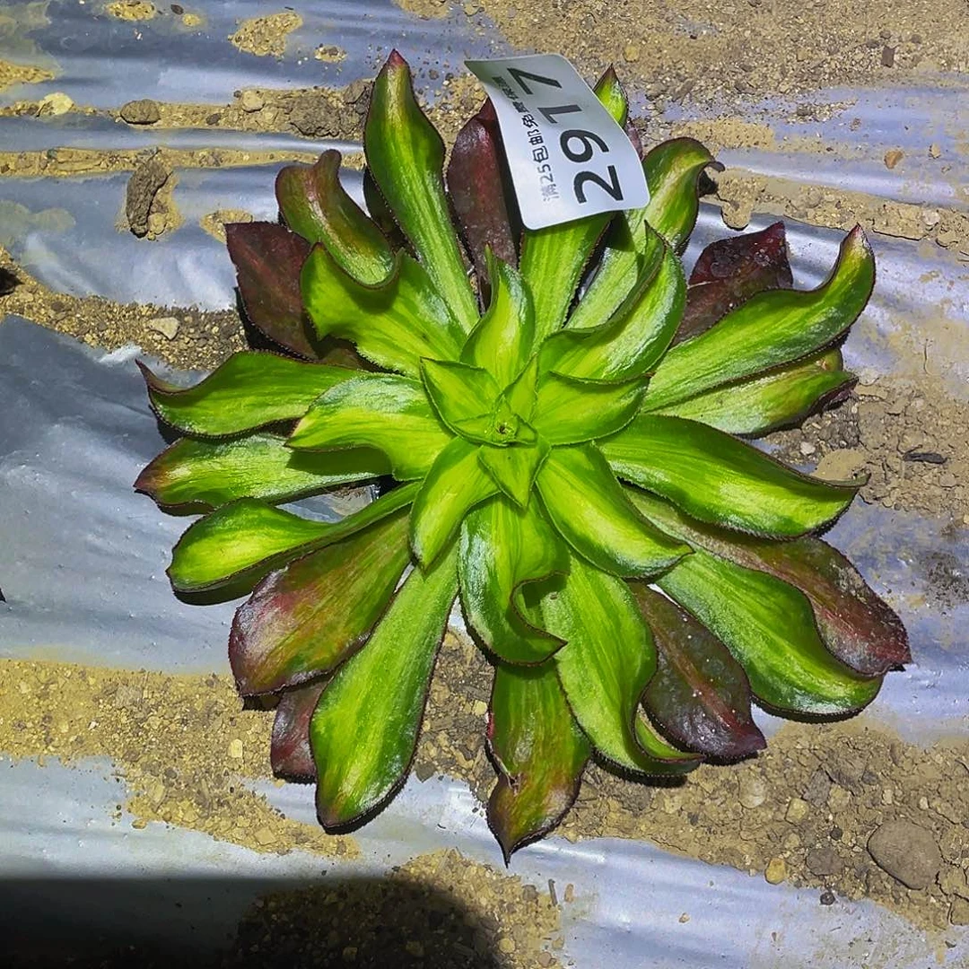 2917魅影超宽多肉植物