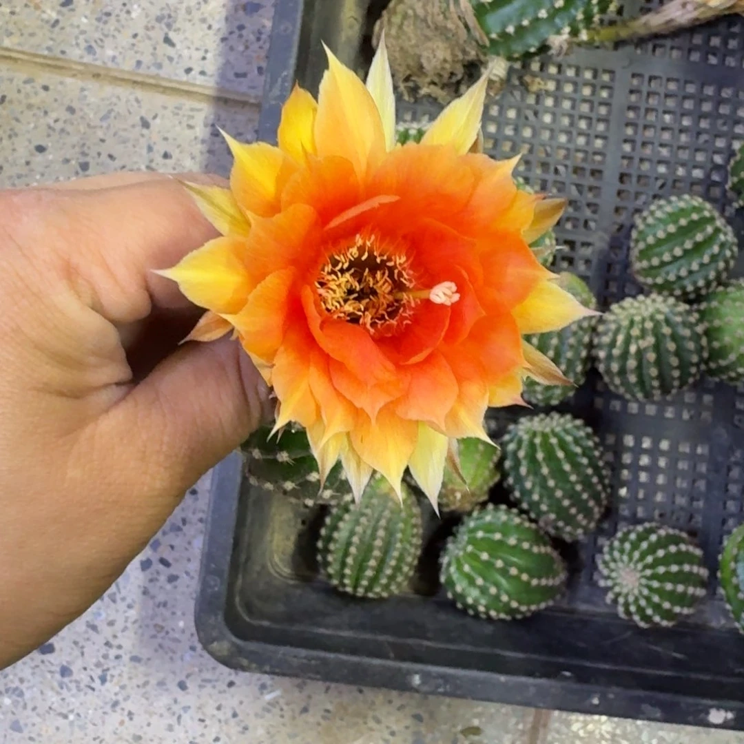 247金刚无根侧牙歪4公分左右，20包邮