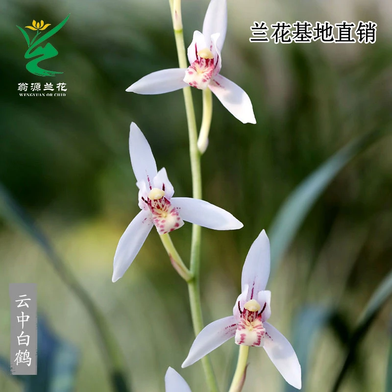 翁源兰花高端四季建兰花苗云中白鹤老种开花浓香好养花卉绿植盆栽