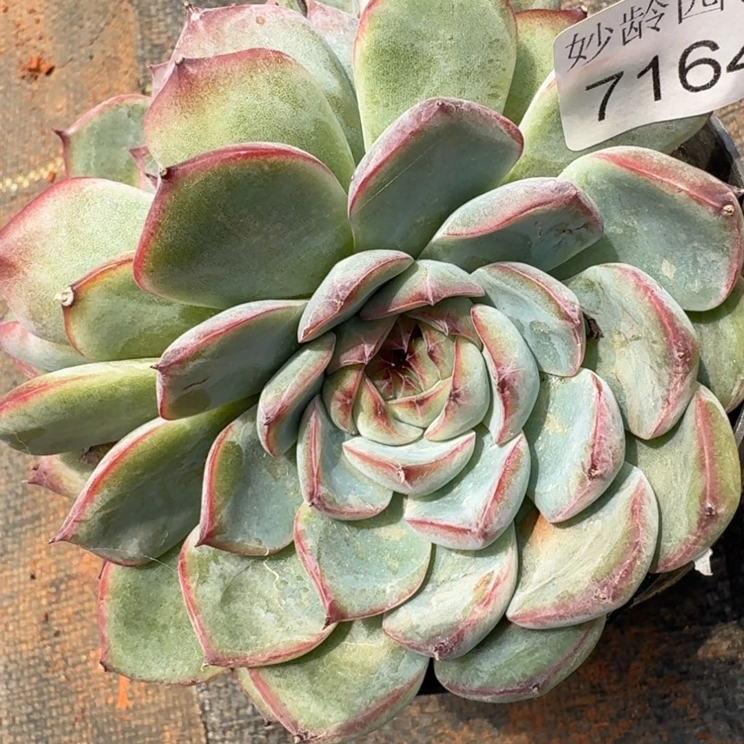 稻***…7164杂交多肉植物基地