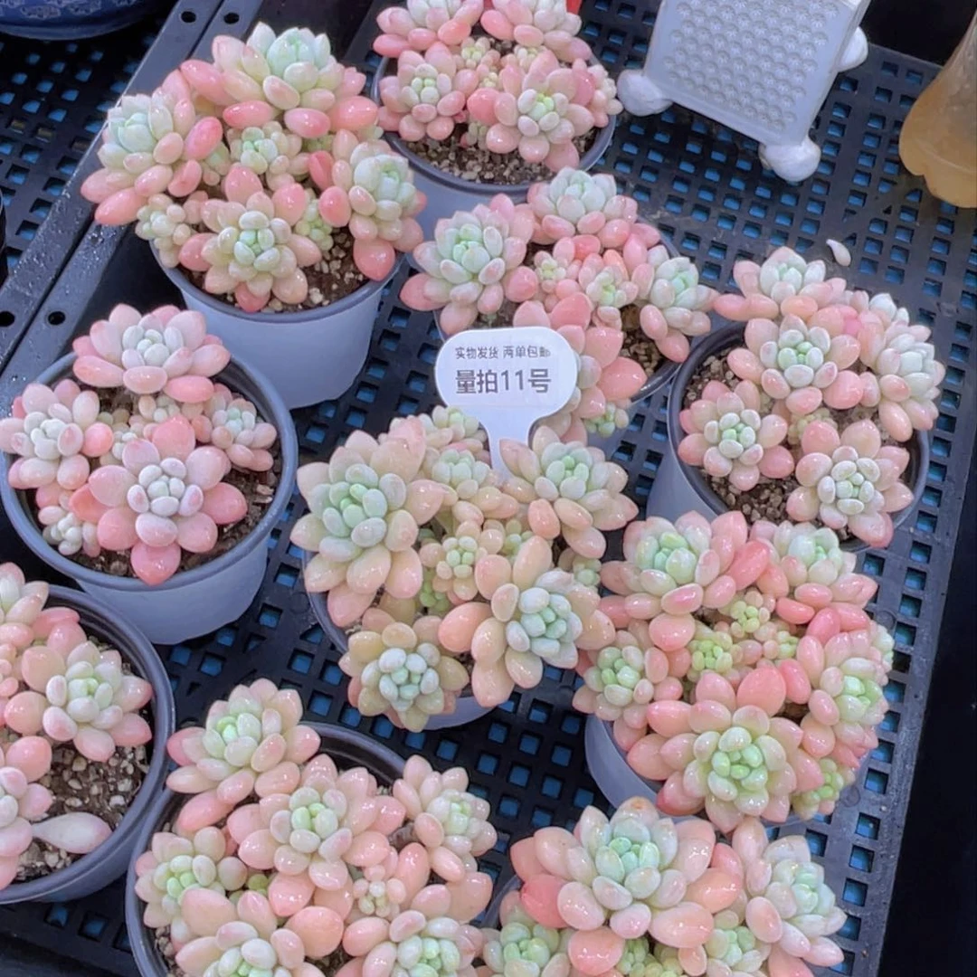 量拍11号鱼子酱多头老桩大群生一个