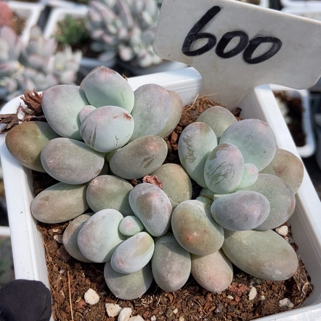 600烟美人多肉植物保护