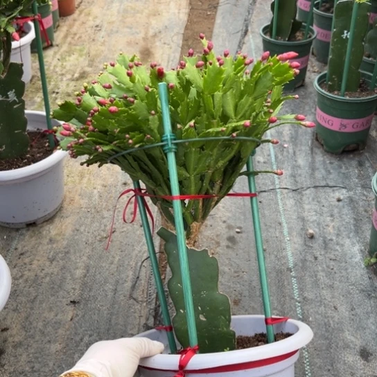 白盆双色蟹爪兰福利0139