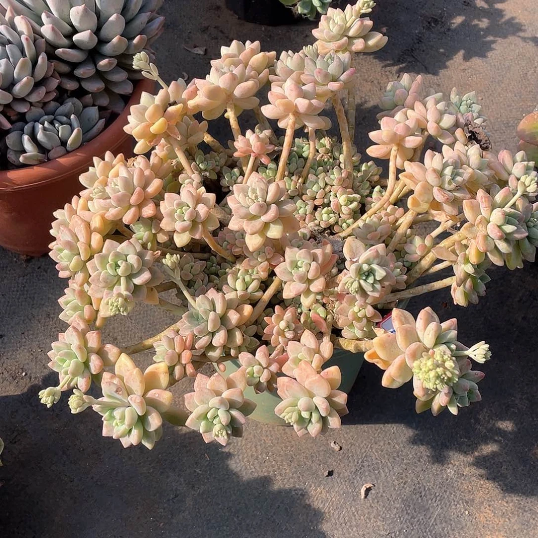 96蛋糕 一物一拍多肉