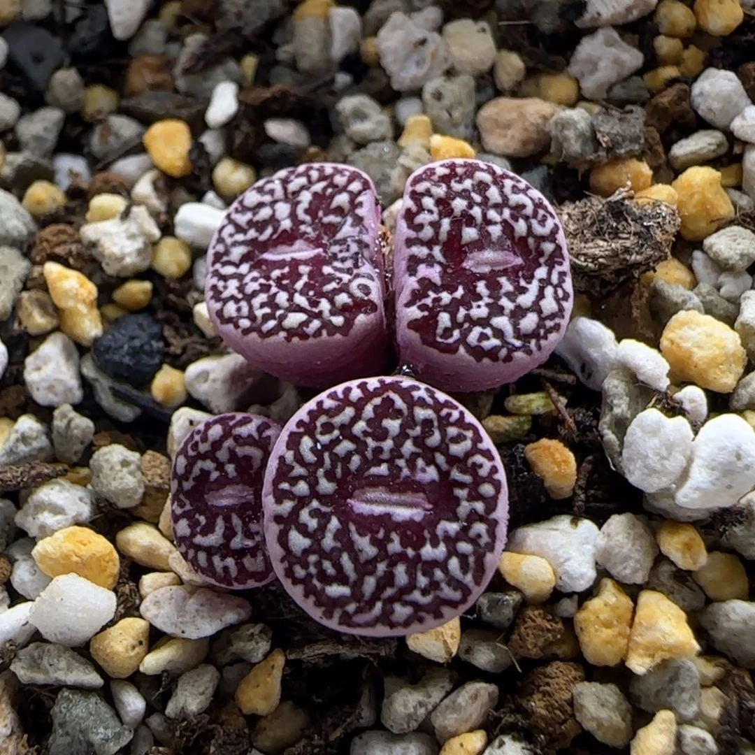 7-10-3-4当天满38包邮日系超粗纹墨小锥脱土