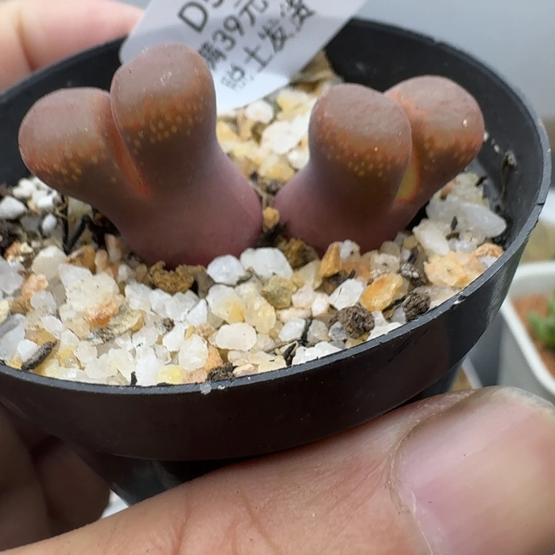 510多肉哈哈哈哈哈哈哈哈