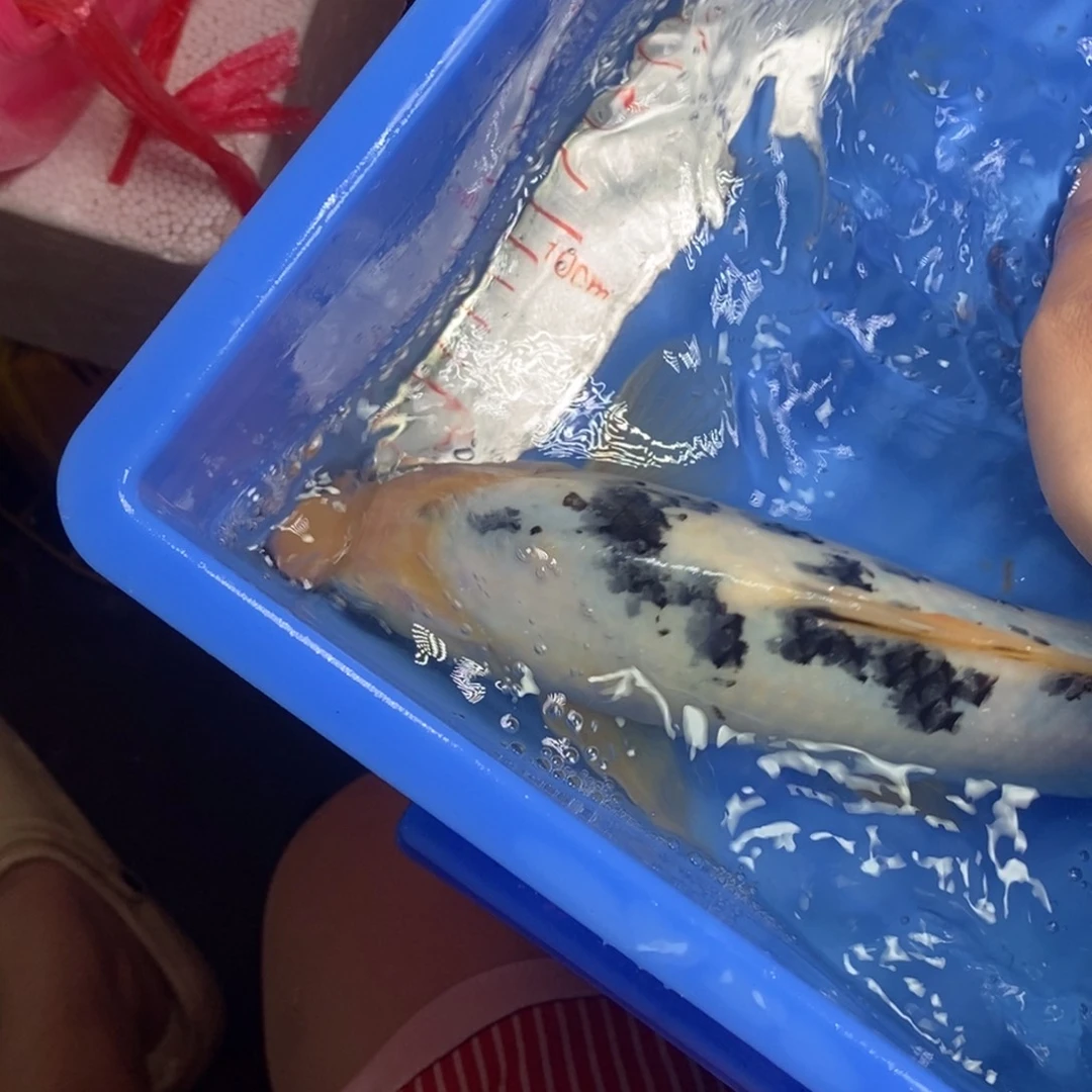 锦鲤冷水锦鲤包邮