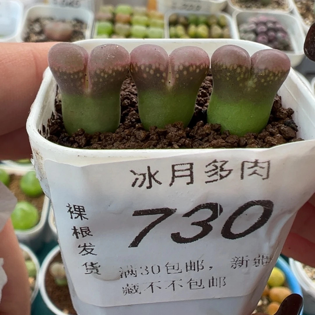 730日本原株裸根发货