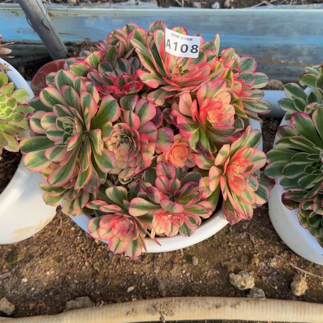 108海神。多肉植物