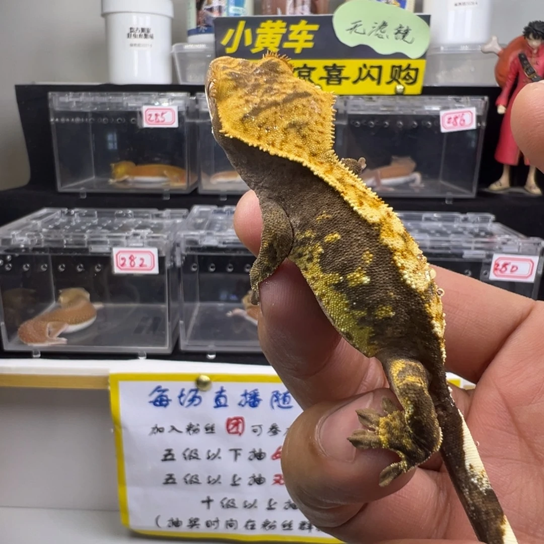 睫角守宫超黑底橙纹奶油三色