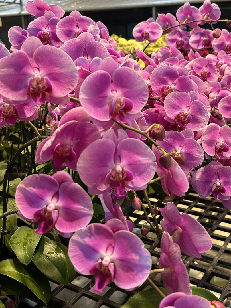 【粉如意】蝴蝶兰 好养耐养花期长 苗情优质 基地直发