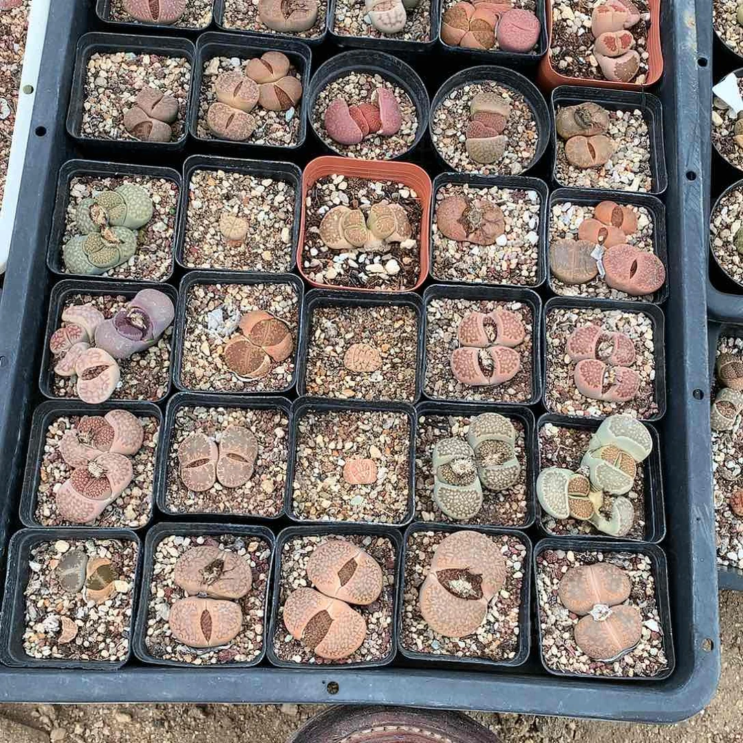 C981多肉植物保护