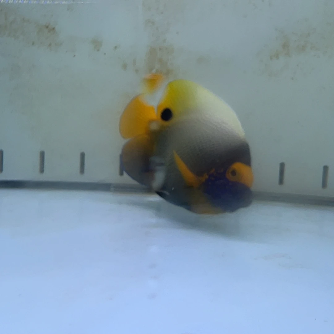 一条蓝面神仙1050