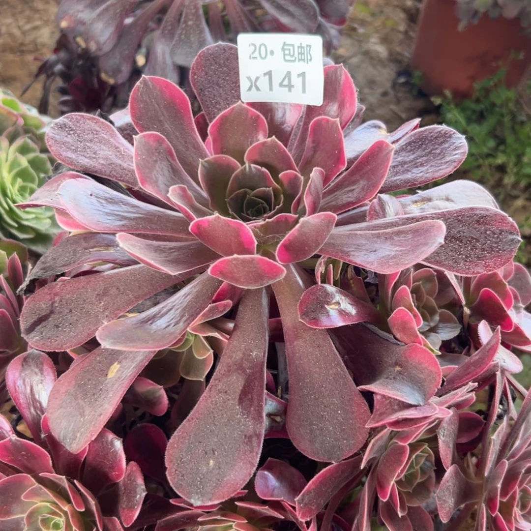 ****楠141凤冠，满20包邮