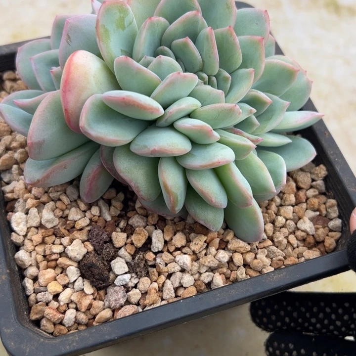 田***圈田甜圈泡芙缀一颗养大