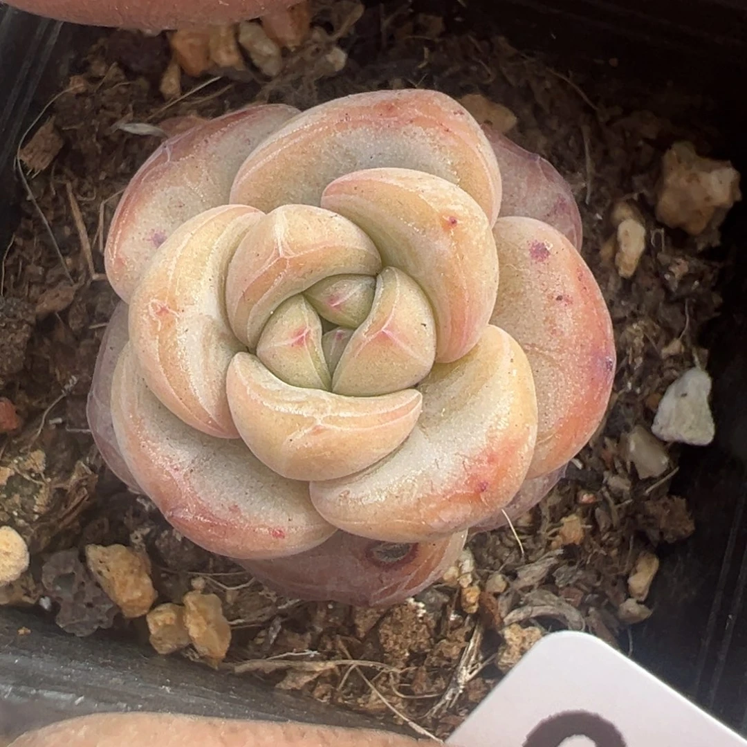 小卡拉米糖心一物一拍6-56