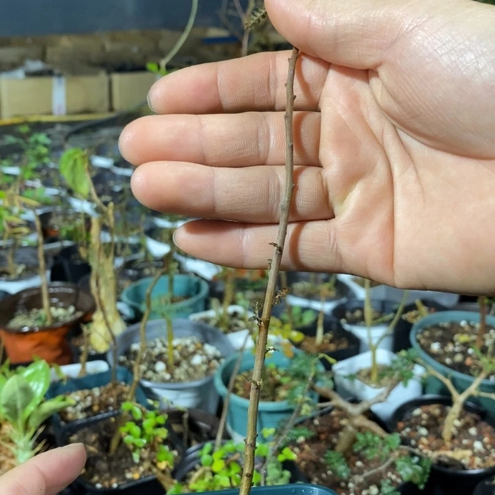 索科带盆土实生发货