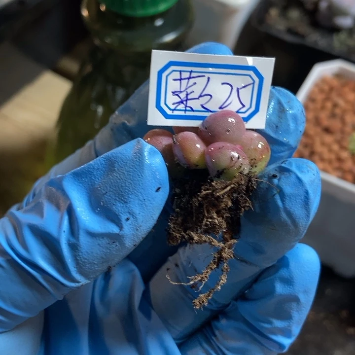 菜**。米可奶酪锦多肉植物