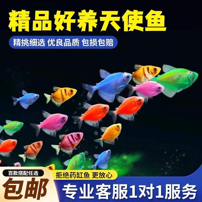 天使鱼观赏鱼活鱼小号群游活体斑马孔雀热带鱼小型鱼淡水好养耐活