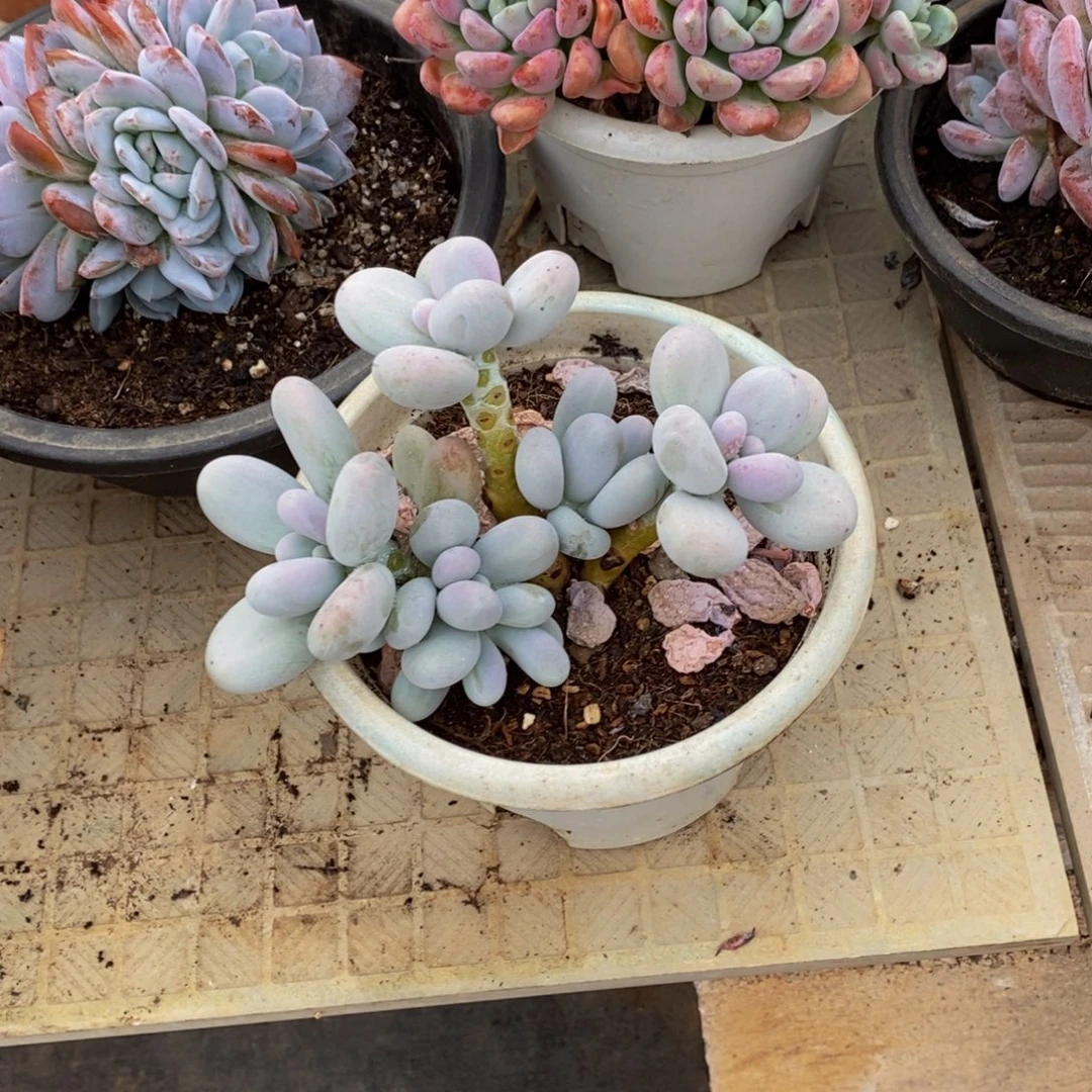 ^***粥48包邮多肉植物一物一拍