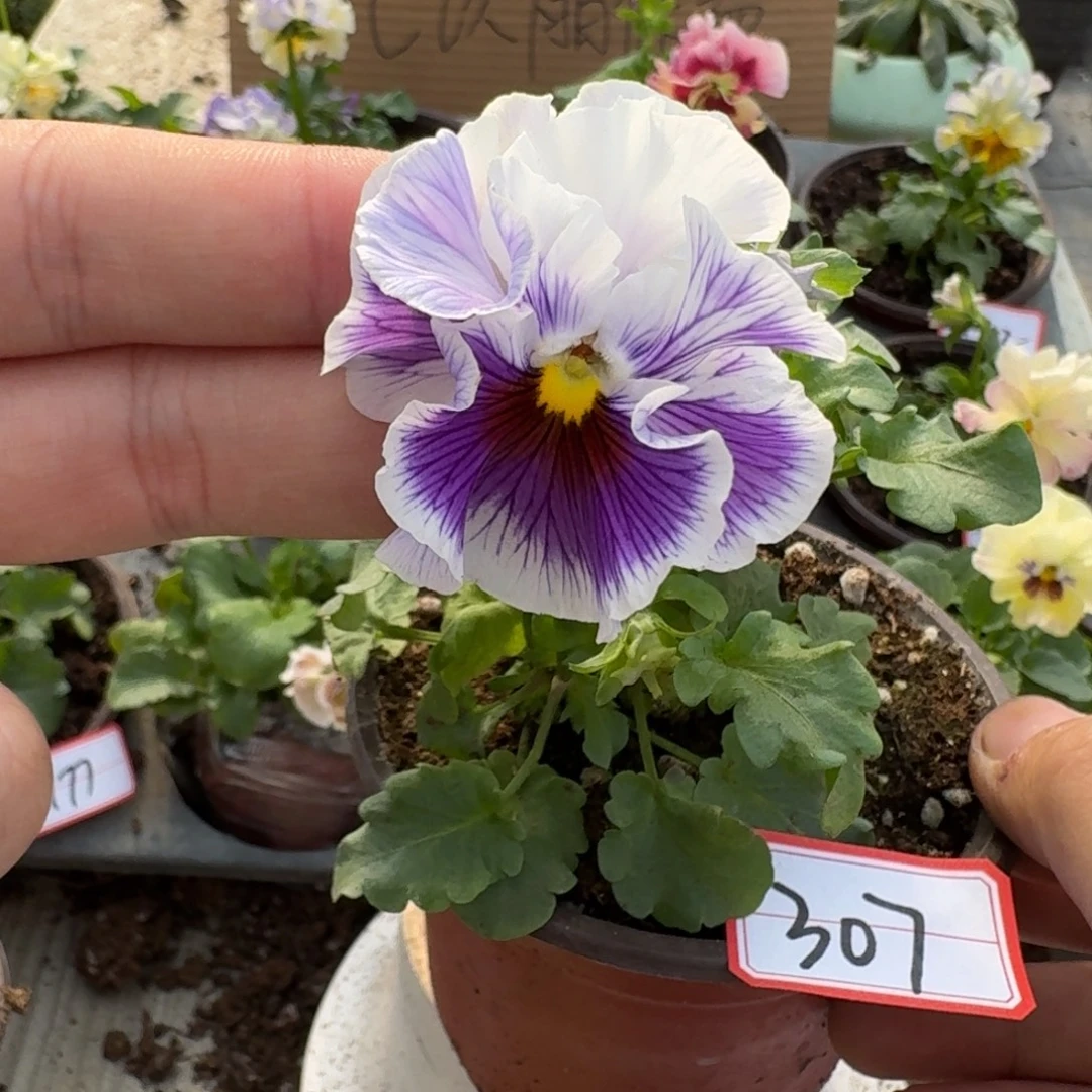 大部分花苞少量开放307