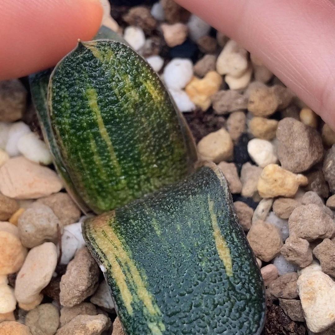 405达摩黑莺实生锦带盆发货