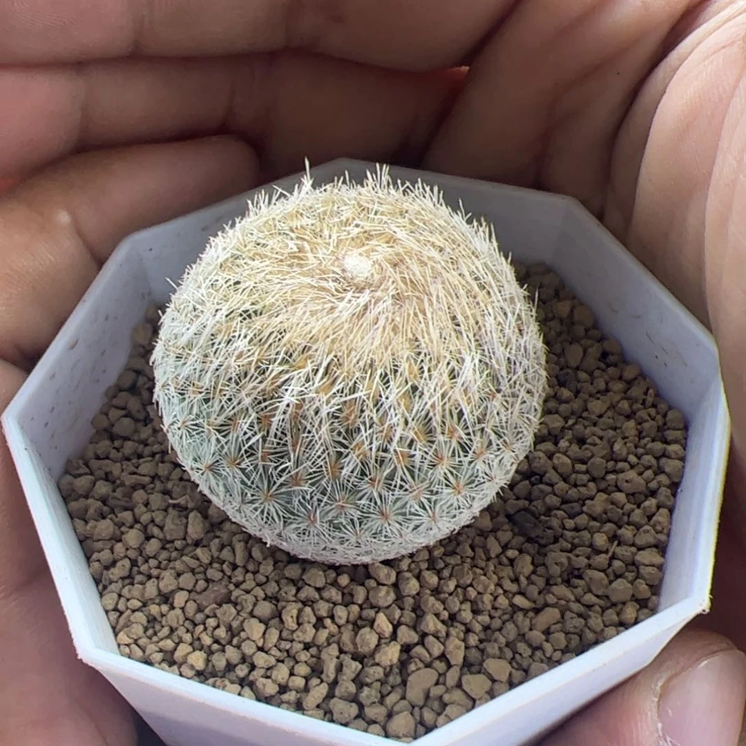 天世界3.5一物一拍默认脱土发