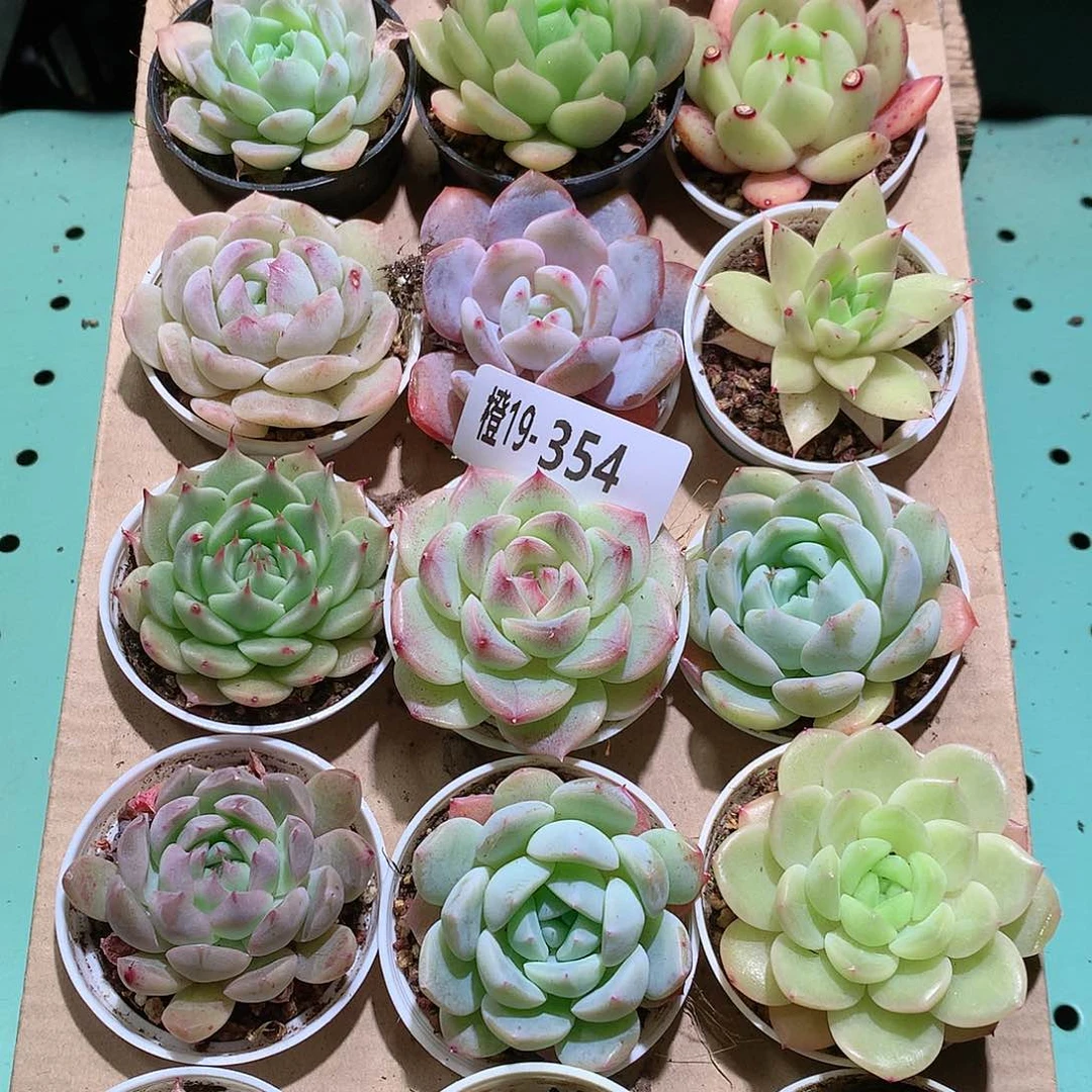 19-354一物一拍带盆18颗