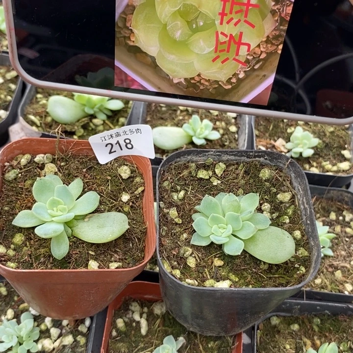 标218浮萍一个量拍