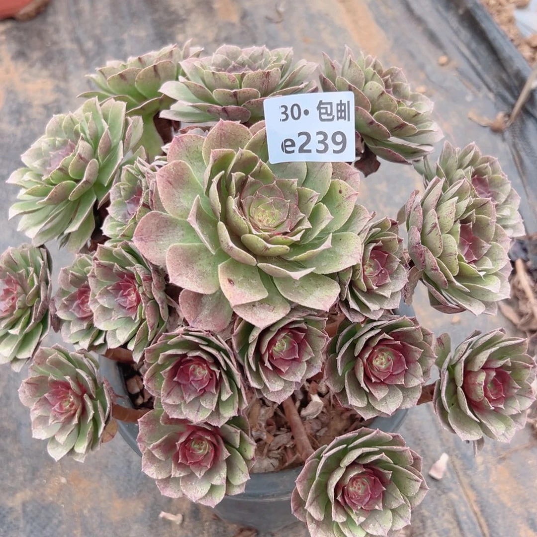 239万拉丝多肉法师