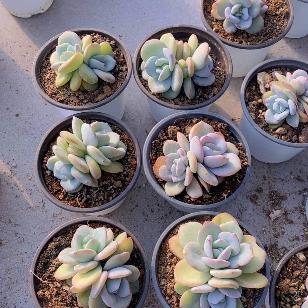 韩版双头奶茶两颗一组送小单头一颗。