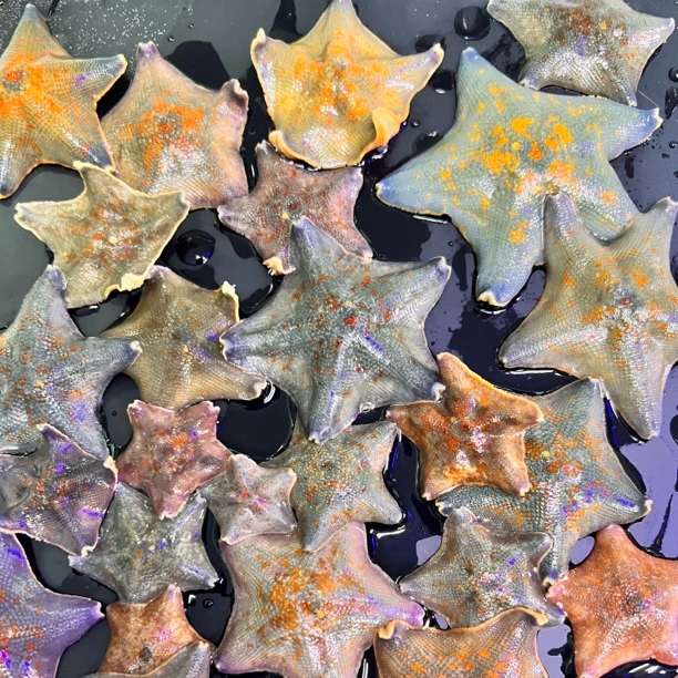 海燕海星宠物派大星黄蓝粉色饲料海水