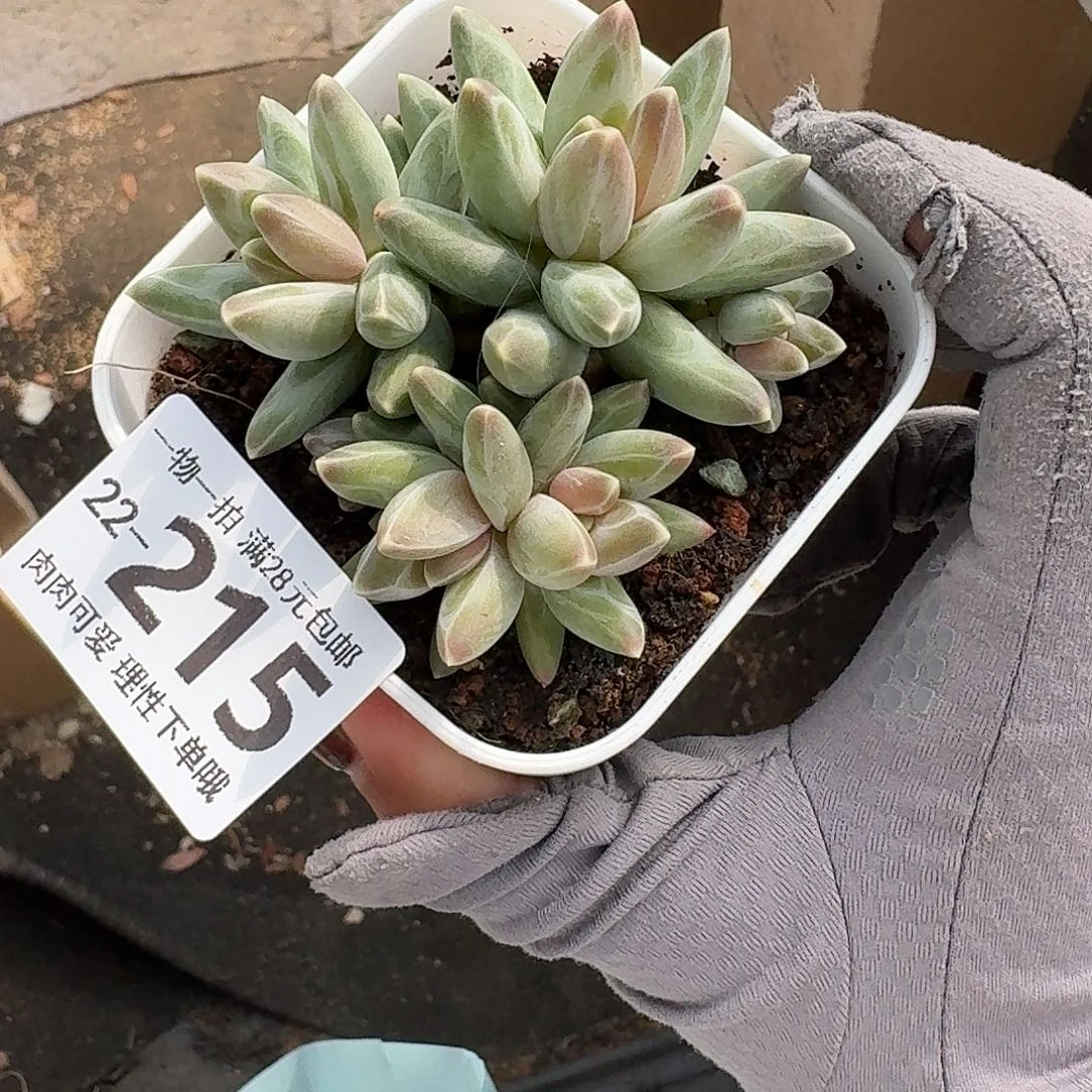 有***狐乌拉克拉无盆土发货无盆