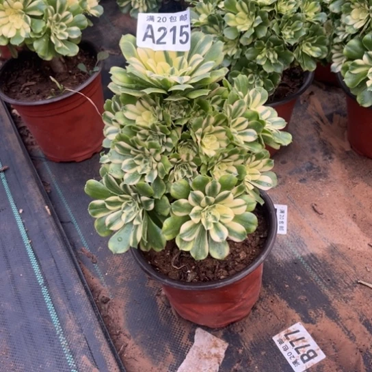 215辛尼亚不包断枝